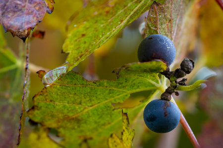 group of grapes still on the vine with autumn colors on the leaves and moisture drops from the morning dueの写真素材