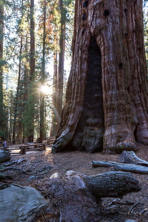 Sequoia NP, California - November 14: People walking around General Sherman. with a starburst from the sun.  November 14 2016, Sequoia NP, California.のeditorial素材
