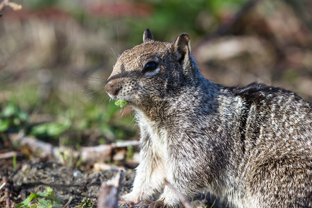 close up of a grey ground squirrel eating a green leafの写真素材