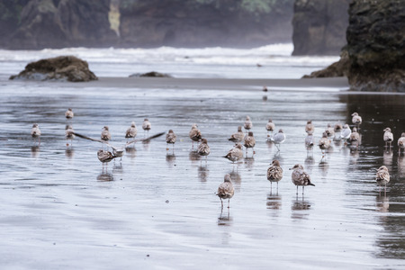 peaceful scene in southern Oregon with clouds and fog anda group of sea gulls walking on the beachの写真素材