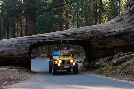 Sequoia NP, California - November 14: Gold jeep going thru a tunnel cut out of a single Sequoia tree trunk. November 14 2016, Sequoia NP, California.のeditorial素材