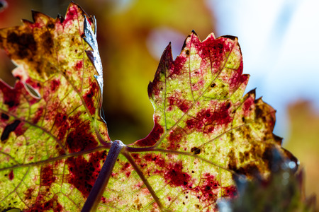 changing colors on the grape leafs in Napa Valley from yellow to red and a bit of green in spotsの写真素材