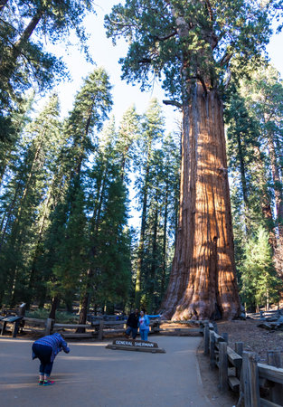 Sequoia NP, California - November 14: Tourists posing for a photograph with General Sherman tree. November 14 2016, Sequoia NP, California.のeditorial素材