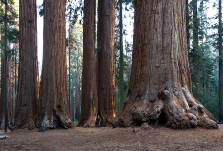 big sequoias in a group with a man standing at the base to get an idea of the size of this trees