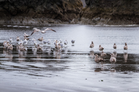 peaceful scene in southern Oregon with clouds and fog anda group of sea gulls walking on the beachの写真素材