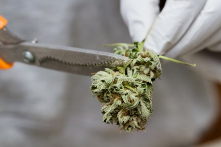 close up of a hand with a white glove and scissors clipping leaves to leave only high quality materialの写真素材