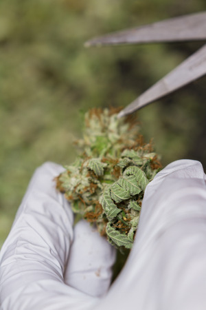 close up of a hand with a white glove and scissors clipping leaves to leave only high quality materialの写真素材