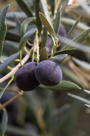 fresh raw olives with a dark purple color hanging from a branch waiting to be pickedの写真素材