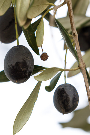 fresh raw olives with a dark purple color hanging from a branch waiting to be pickedの写真素材