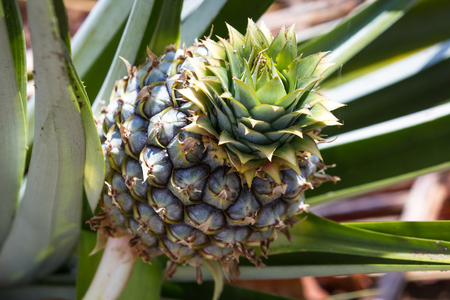 close up of an unripe pineapple glowing in a small organic farm in Costa Ricaの写真素材