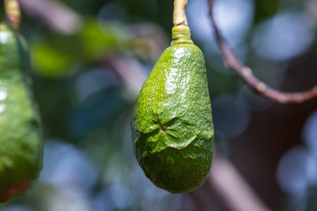 green hall avocado ripening on the tree in a small organic farm in Costa ricaの写真素材