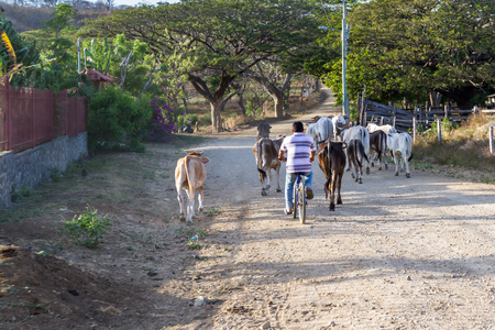 Rajada, Guanacaste, Costa Rica - April 11: Man in a bicycle herding cows down the main road. April 11 2017, Rajada, Guanacaste, Costa Rica.のeditorial素材