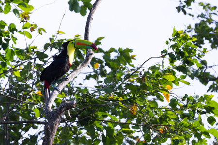 keel billed tucan, a beautiful bird with vivid colors perched on a tree in the rainforest of Costa Ricaの写真素材