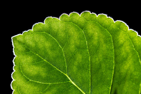 close up of a green leaf with veins and lines trough it
