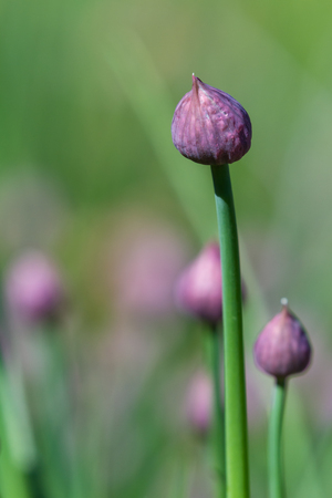 close up of a set of beautiful chive blossoms in a home garden with spring green stems in the backgroundの写真素材