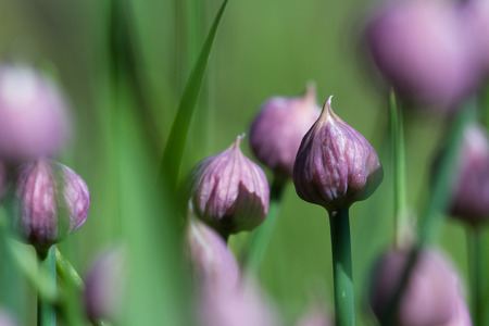 close up of a set of beautiful chive blossoms in a home garden with spring green stems in the backgroundの写真素材