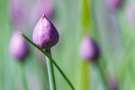close up of a set of beautiful chive blossoms in a home garden with spring green stems in the backgroundの写真素材