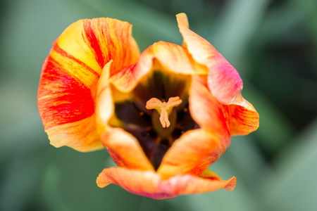 soft colorful petals opening up revealing the inside of this colorful tulipの写真素材