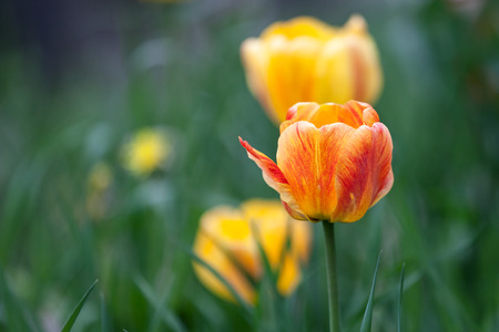 close up of a tulip growing in a home garden with tall grass around itの写真素材