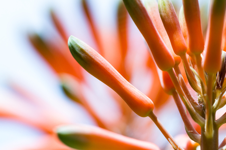 close up of a young bloom on an aloe plant with a vivid orange colorの写真素材