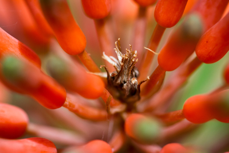 close up of a young bloom on an aloe plant with a vivid orange colorの写真素材