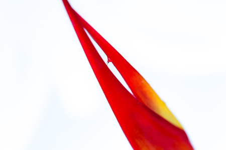 close up of a beautiful tropical Heliconia latispatha with vivid colors isolated on a white backgroundの写真素材