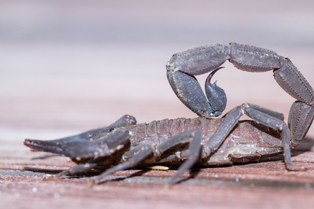 Large dark brown scorpion found on a set of wooden stairs in the Costa Rican Rainforestの写真素材