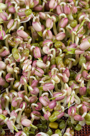close up of a sprouting tray with green soy beans growing after just two days of sproutingの写真素材
