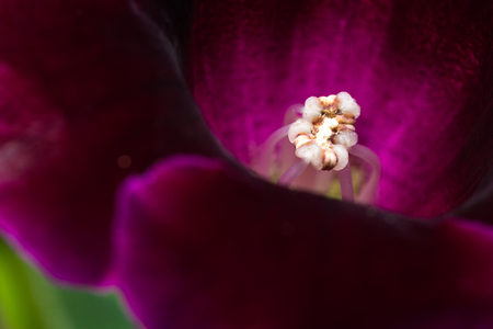 close up of a beautiful Gloxinia bloom with a deep rick violet colorの写真素材
