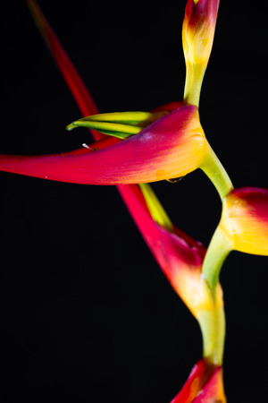 close up of a beautiful tropical Heliconia latispatha with vivid colors isolated on a black backgroundの写真素材