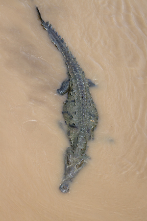large adult crocodile close up in the Tarcoles River in Costa Ricaの写真素材