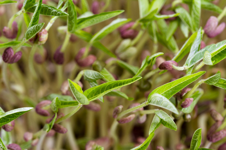 close up of a group of green soybean sprouts with long stems and green leavesの写真素材