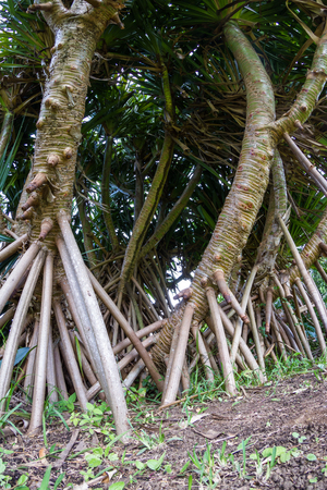 looking up perspective of a tropical tree with long shallow rootsの写真素材