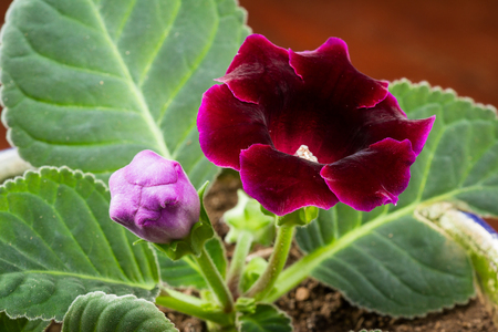 close up of a beautiful Gloxinia bloom with a deep rick violet colorの写真素材