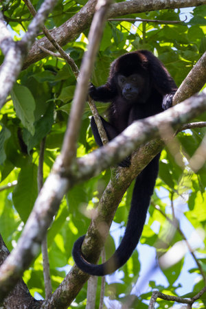 close up of a howler monkey up a tree in the rainforest of Costa Rica