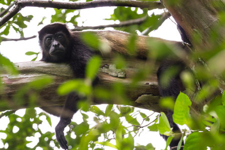 howler monkey eating on a tree branch in the rainforest of Costa Ricaの写真素材