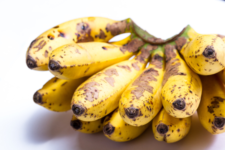 organic small bananas tree ripen with small imperfections isolated on a white backgroundの写真素材