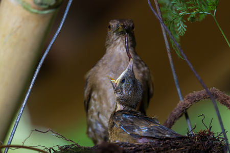 mother feeding the baby birds with a nightcrawler she found in the yardの写真素材