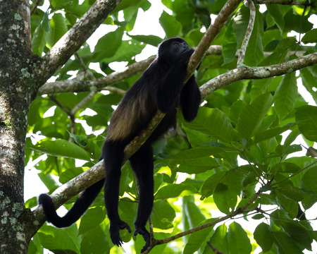 close up of a howler monkey up a tree in the rainforest of Costa Ricaの写真素材