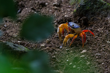 colorful crab in the rainforest floor with blues and orange contrasting with the dark soilの写真素材