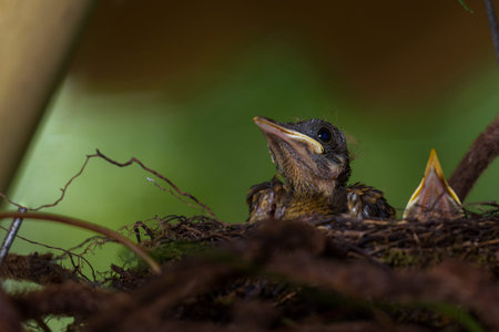 close up of a baby bird in his nest, the Yiguirro is the national bird of Costa Ricaの写真素材