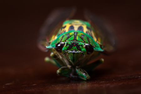 green cicada with golden wings on a dark wooden tableの写真素材