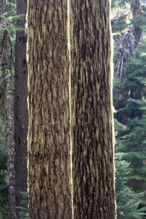 Peaceful grove of fir trees in Huckleberry Mountain in Southern Oregon