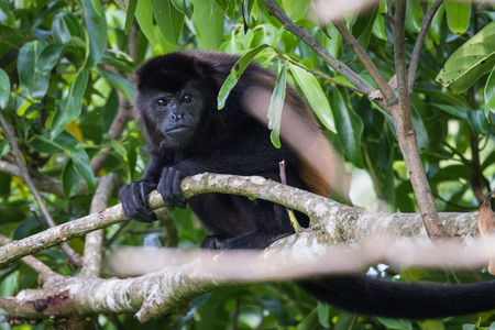 howler monkey up a tree in Guanacaste Costa Ricaの写真素材