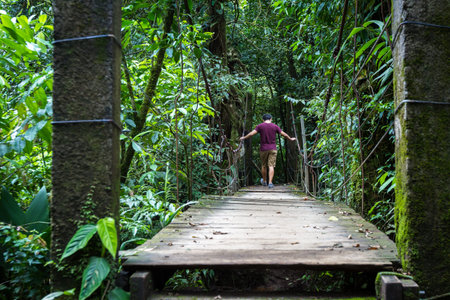 man walking on a hanging bridge in the Tenorio National Park, with lush green vegetation all around