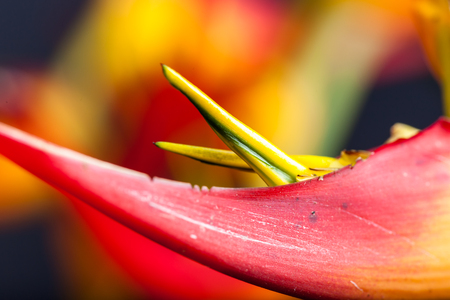 Colorful topical flower, heliconia close up picture with studio lighting as a background or detail shotの写真素材