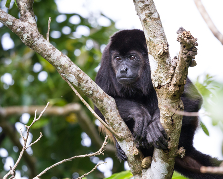 howler monkey up a tree in Guanacaste Costa Ricaの写真素材