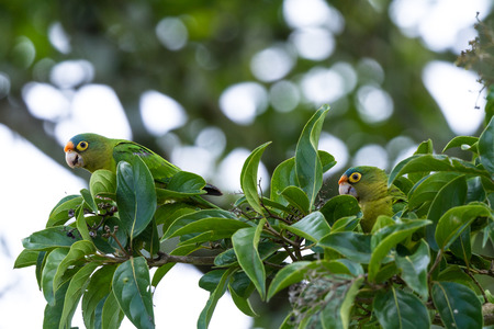 Orange fronted parakeet perched on a tree branch eating berries in Guanacaste Costa Ricaの写真素材