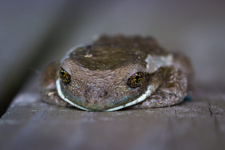 small brown frog with beautiful golden eyes laying down on  a wooden floor