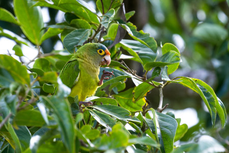 Orange fronted parakeet perched on a tree branch eating berries in Guanacaste Costa Rica